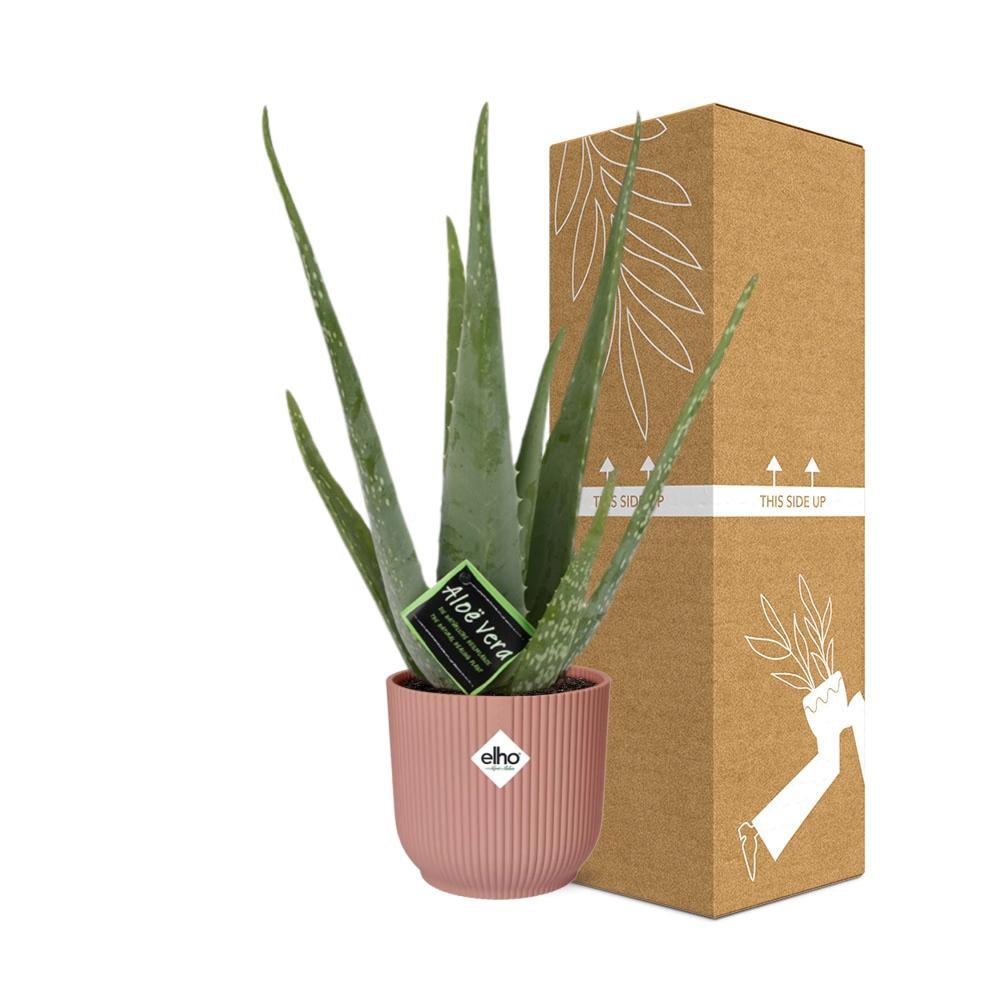 Aloe Vera im Elho Vibes Fold rosé neben bruch- und transportsicherer Versandverpackung