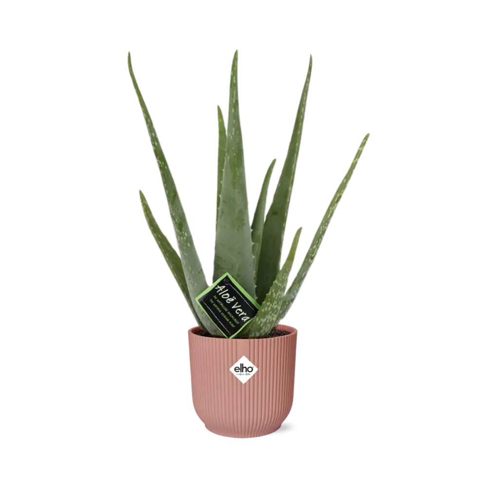 Aloe Vera Ø12 cm im Elho Vibes Fold Übertopf rosé Ø14 cm freigestellt auf weißem Hintergrund