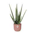 Aloe Vera Ø12 cm im Elho Vibes Fold Übertopf rosé Ø14 cm freigestellt auf weißem Hintergrund