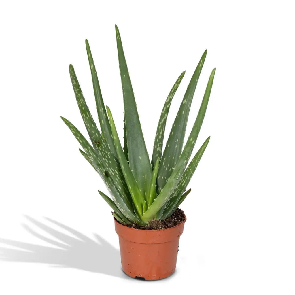 Aloe Vera im Ø12 cm Topf freigestellt auf weißem Hintergrund, ca. 40 cm hoch