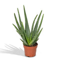 Aloe Vera im Ø12 cm Topf freigestellt auf weißem Hintergrund, ca. 40 cm hoch