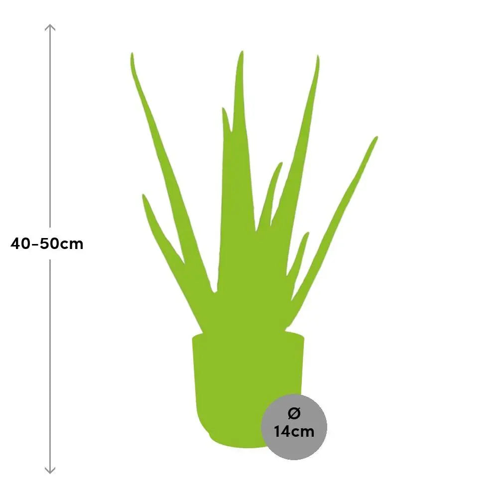 Aloe Vera Ø12 cm im Elho Vibes Fold rosé Ø14 cm – Größenvergleich bei Lieferung