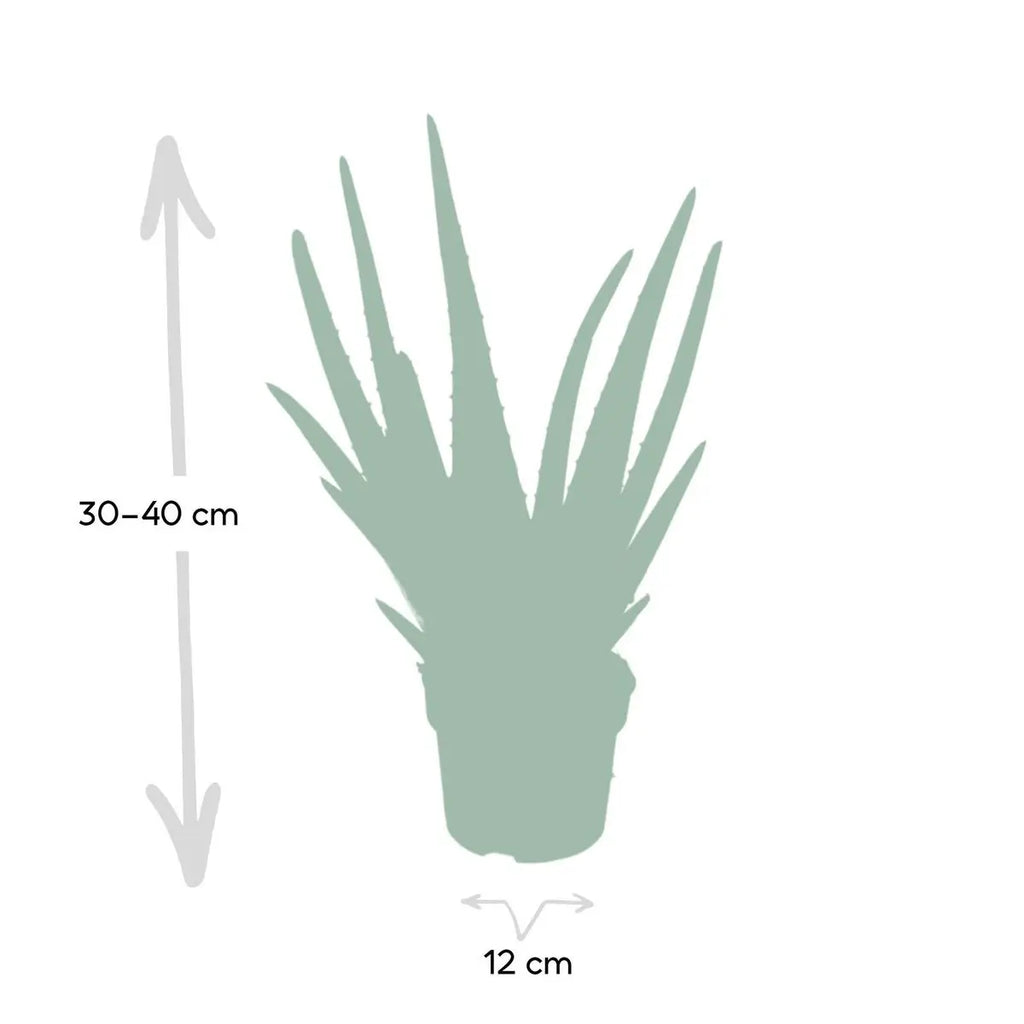 Aloe Vera Lieferhöhe ca. 40 cm – Größenvergleich bei Lieferung