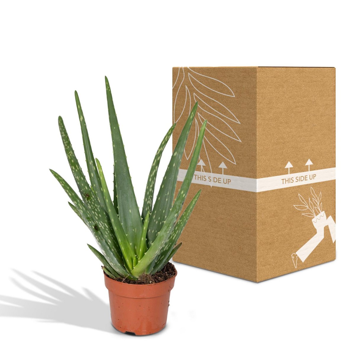 Aloe Vera neben bruch- und transportsicherer Versandverpackung