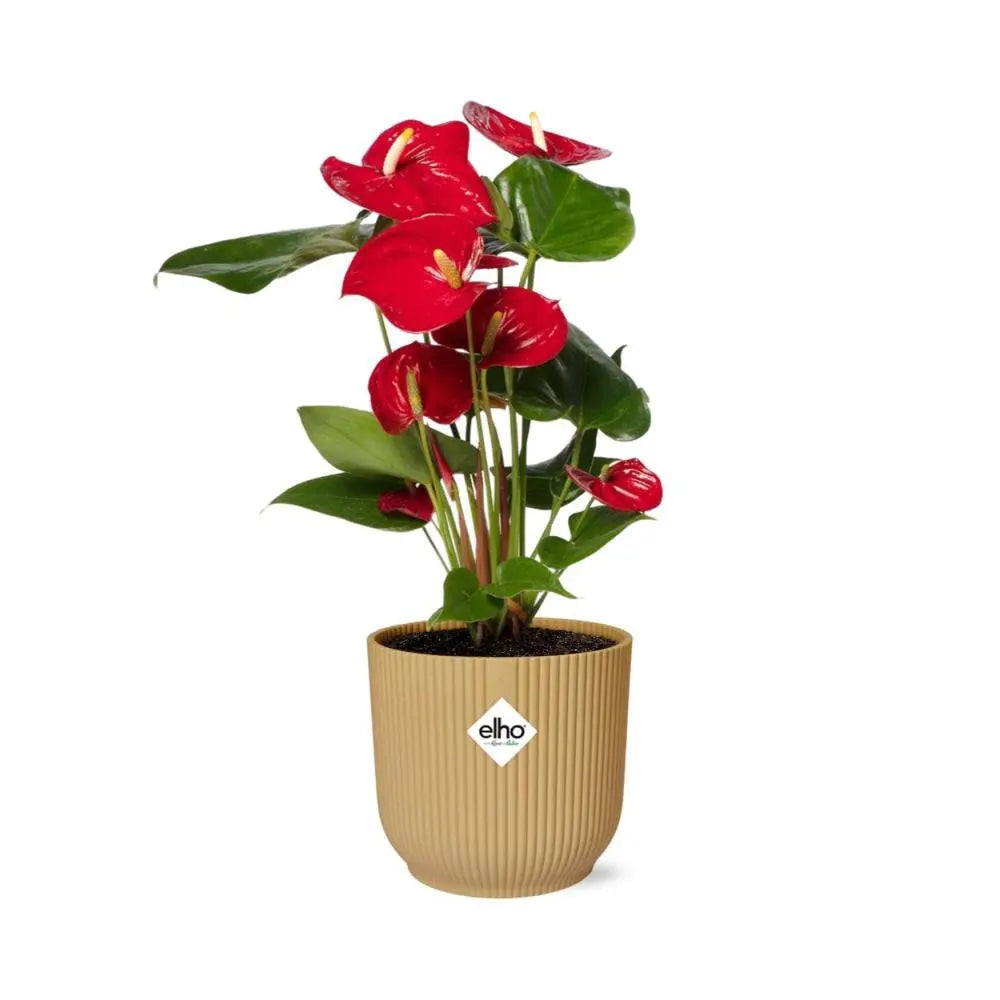 lamingoblume im Topf – dekorative Zimmerpflanze für Zuhause und Büro