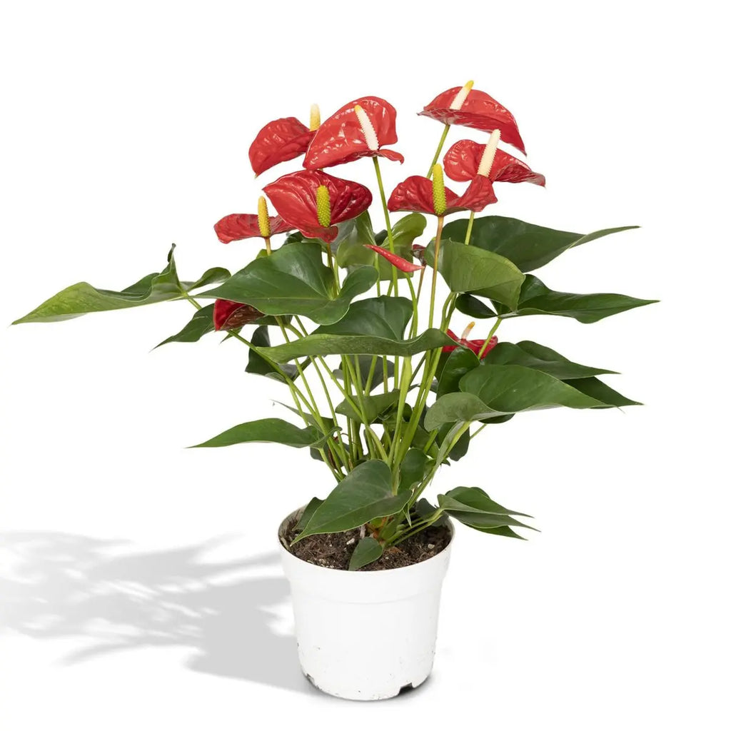 Anthurium Red (Flamingoblume) im Ø17 cm Topf freigestellt auf weißem Hintergrund, ca. 55 cm hoch