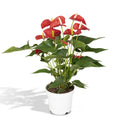Anthurium Red (Flamingoblume) im Ø17 cm Topf freigestellt auf weißem Hintergrund, ca. 55 cm hoch