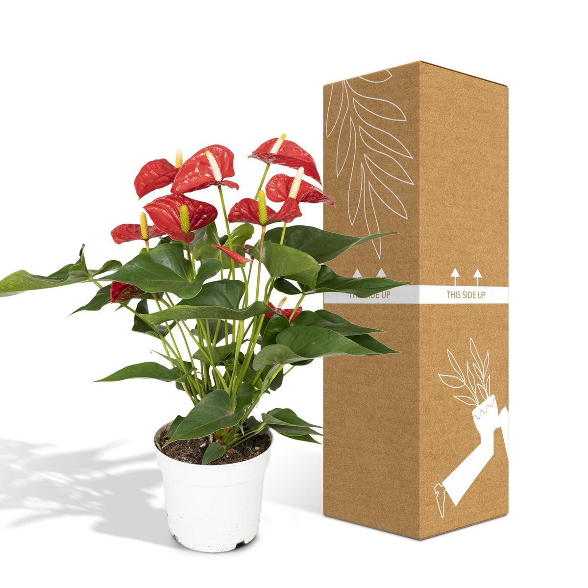 Anthurium Red neben bruch- und transportsicherer Versandverpackung