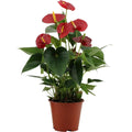 Anthurium Success Red im Ø14 cm Topf freigestellt auf weißem Hintergrund, ca. 43 cm hoch