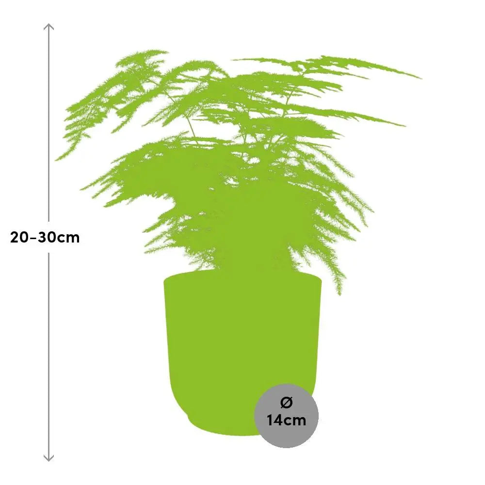 Asparagus Fern (Asparagus densiflorus) Gesamtansicht im Kulturtopf Ø12 cm, ca. 25 cm hoch
