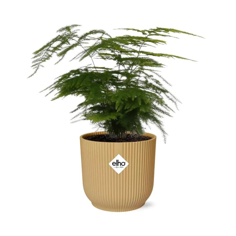Asparagus Fern am Standort mit indirektem Licht – geeignet für hell bis halbschattig ohne Sonne