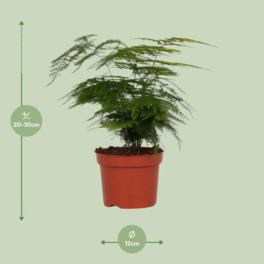 Asparagus setaceus Lieferhöhe ca. 35 cm – Größenvergleich bei Lieferung