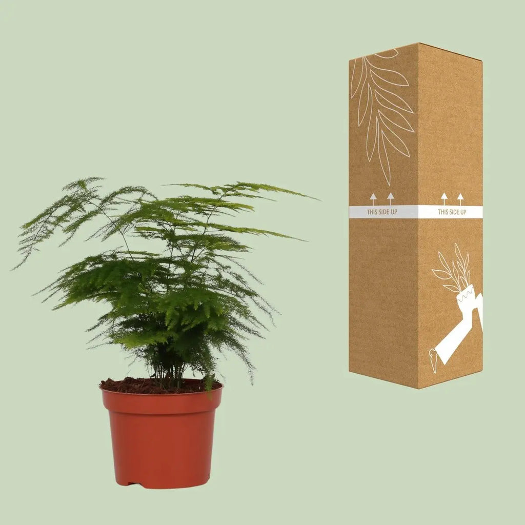 Asparagus setaceus neben bruch- und transportsicherer Versandverpackung