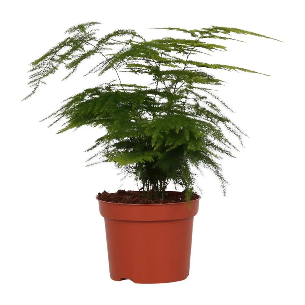 Asparagus setaceus (Spargelfarn) im Ø12 cm Topf freigestellt auf weißem Hintergrund