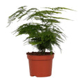 Asparagus setaceus (Spargelfarn) im Ø12 cm Topf freigestellt auf weißem Hintergrund
