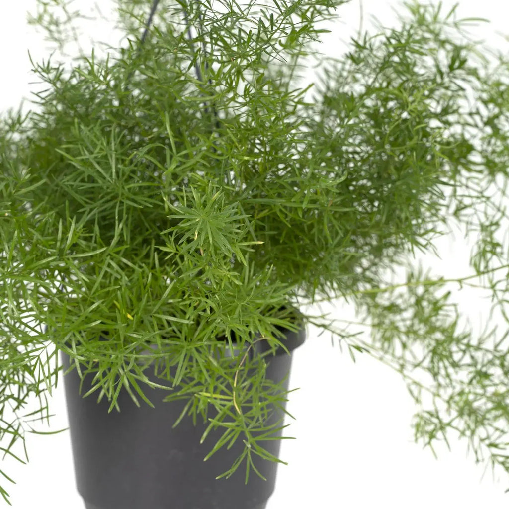 Asparagus densiflorus „Sprengeri“ – feine, frischgrüne Triebe in Nahaufnahme