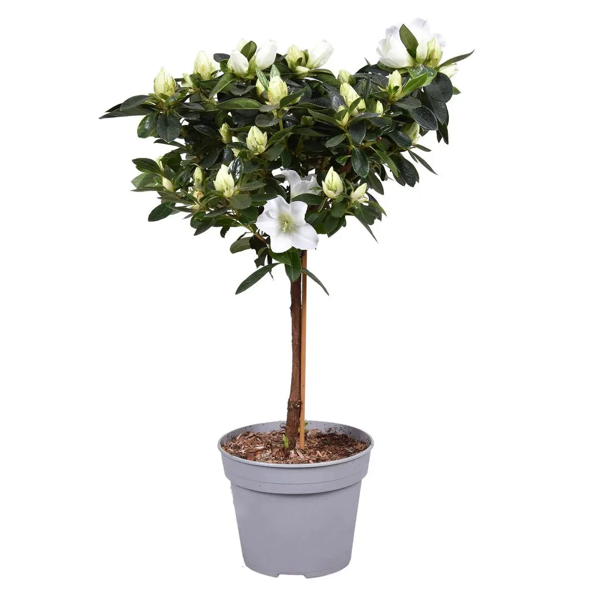 Azalee Vogel auf Stamm weiß Ø13 cm 40 cm | Zimmerazalee Rhododendron