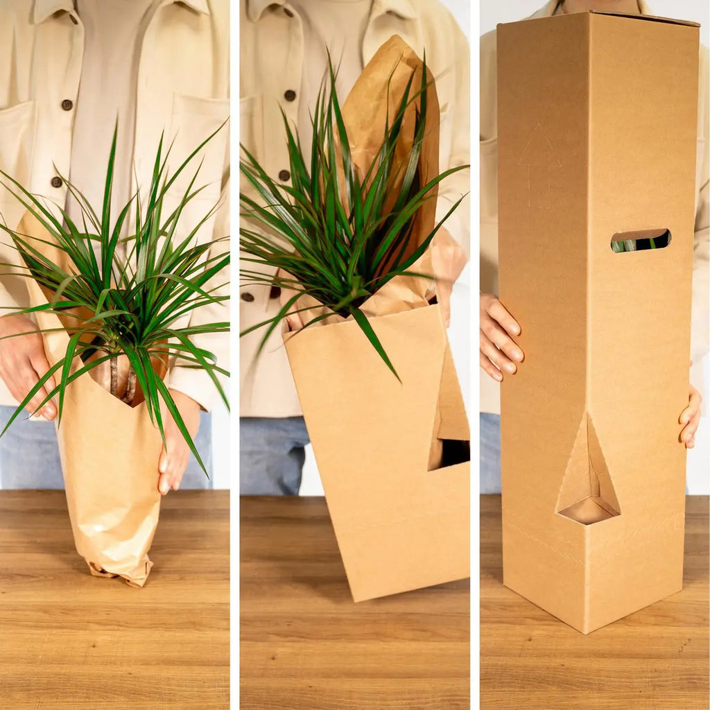 Buitenbakjesbox - Ø12CM - 8x MEERgroothandel Planten