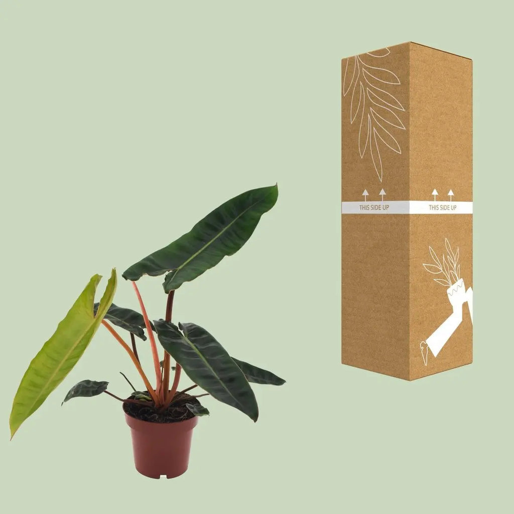 Philodendron Billietiae - Ø12cm - ↕25 cm MEERgroothandel Planten