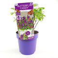 Buddleja Dav. 'Butterfly Candy Little Purple'® - ↕25 cm - Ø19cm - Pille Gartenwelt