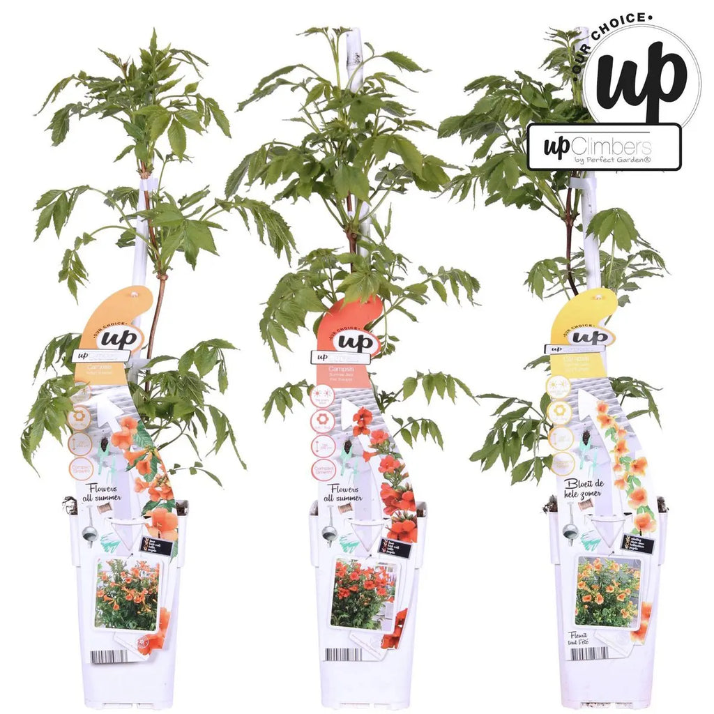 Campsis Summer Set 3er | Trompetenblume Mix Gold Fire Indian Summer - Pille Gartenwelt