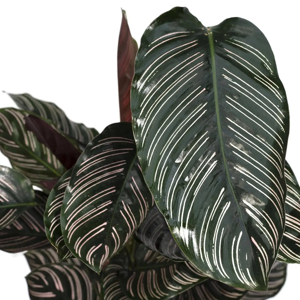 Calathea Ornata - Ø19cm - ↕75cm MEERgroothandel Planten