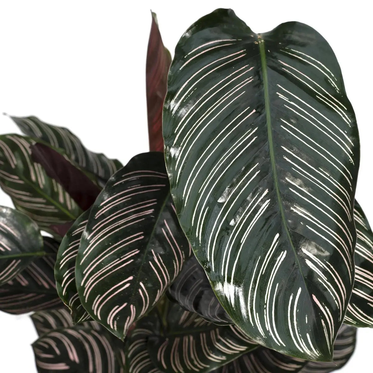 Calathea Ornata - Ø19cm - ↕75cm MEERgroothandel Planten