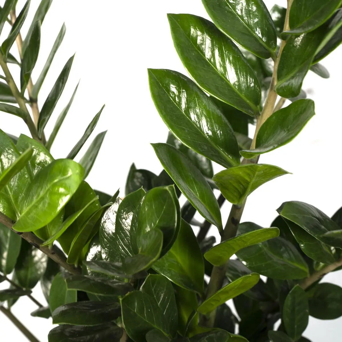 Zamioculcas Zamiifolia - Smaragdpalme - Ø21cm - ↕80cm MEERgroothandel Planten