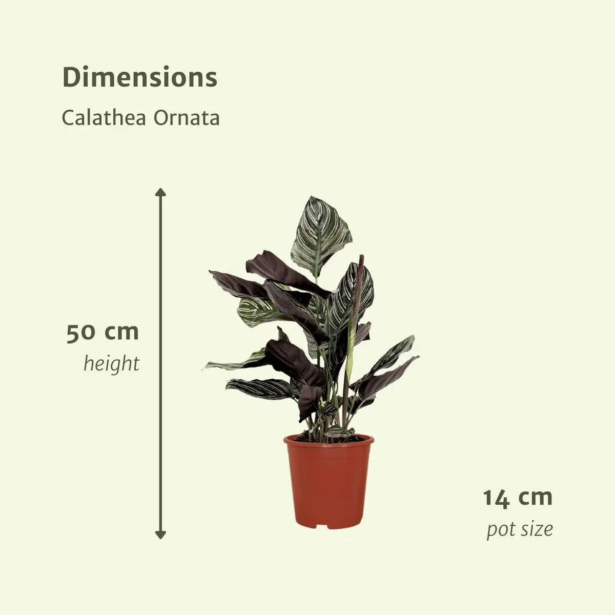 2x Calathea ornatata - Pauwenplant - 50 cm - Ø14 MEERgroothandel Planten