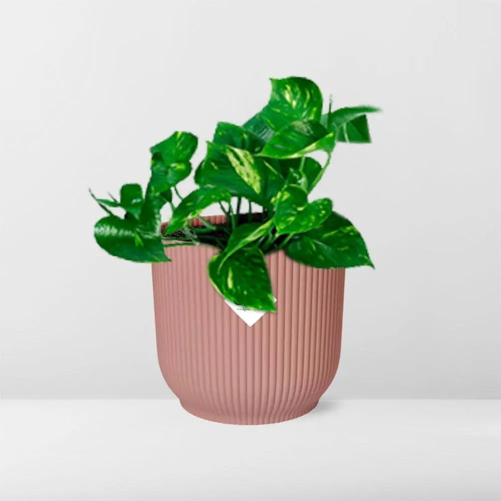 Epipremnum pinnatum 'orange' in Elho -Vibes Fold 14 cm Roze MEERgroothandel Planten
