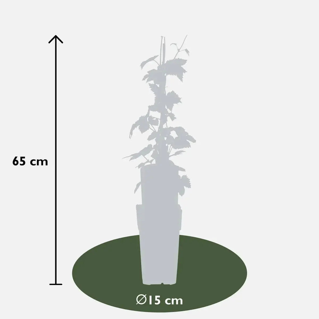 4x - Humulus düstere "Nordbrau ' - ↨65cm - Ø15 MEERgroothandel Planten
