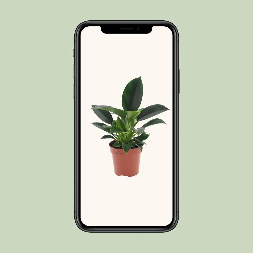 Philodendron Green Princess - Ø12CM - ↕25 cm MEERgroothandel Planten