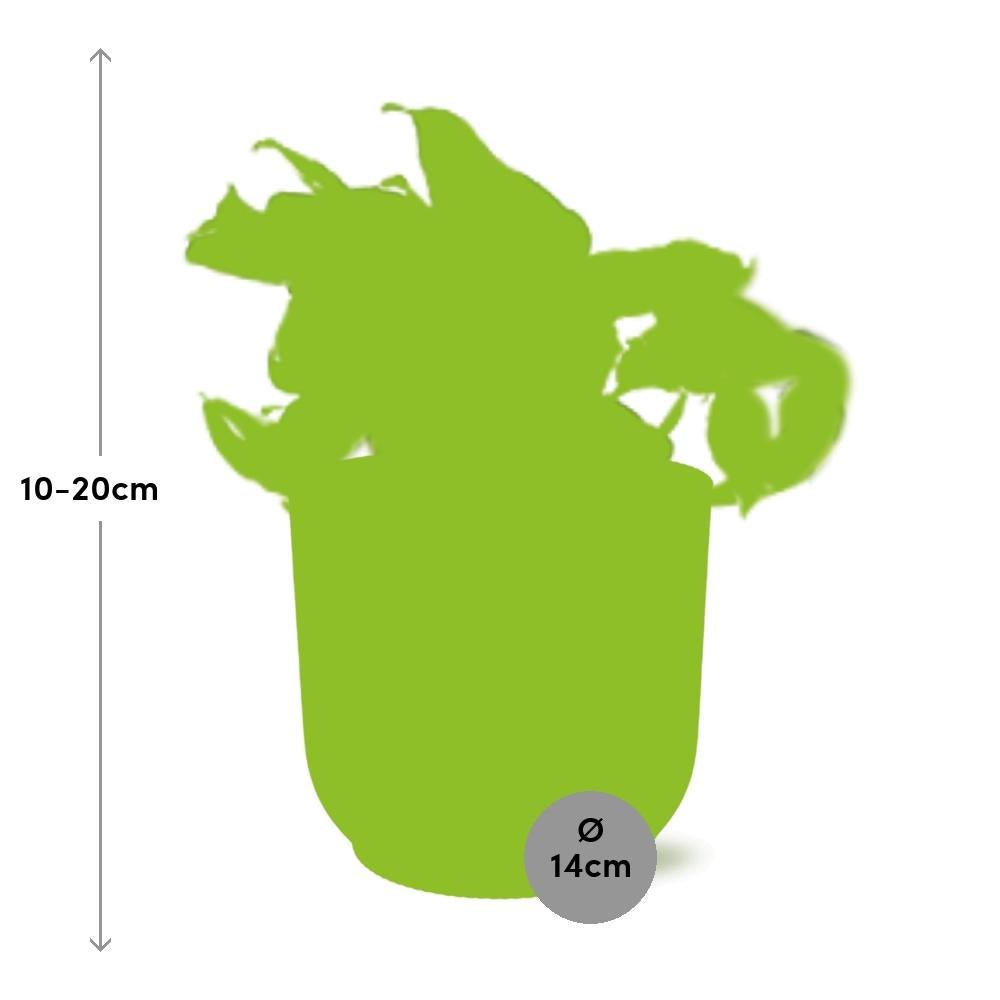 Epipremnum Manjula 'Happy Leaf' Elho Fold 14 cm gold | 10-20 cm hoch