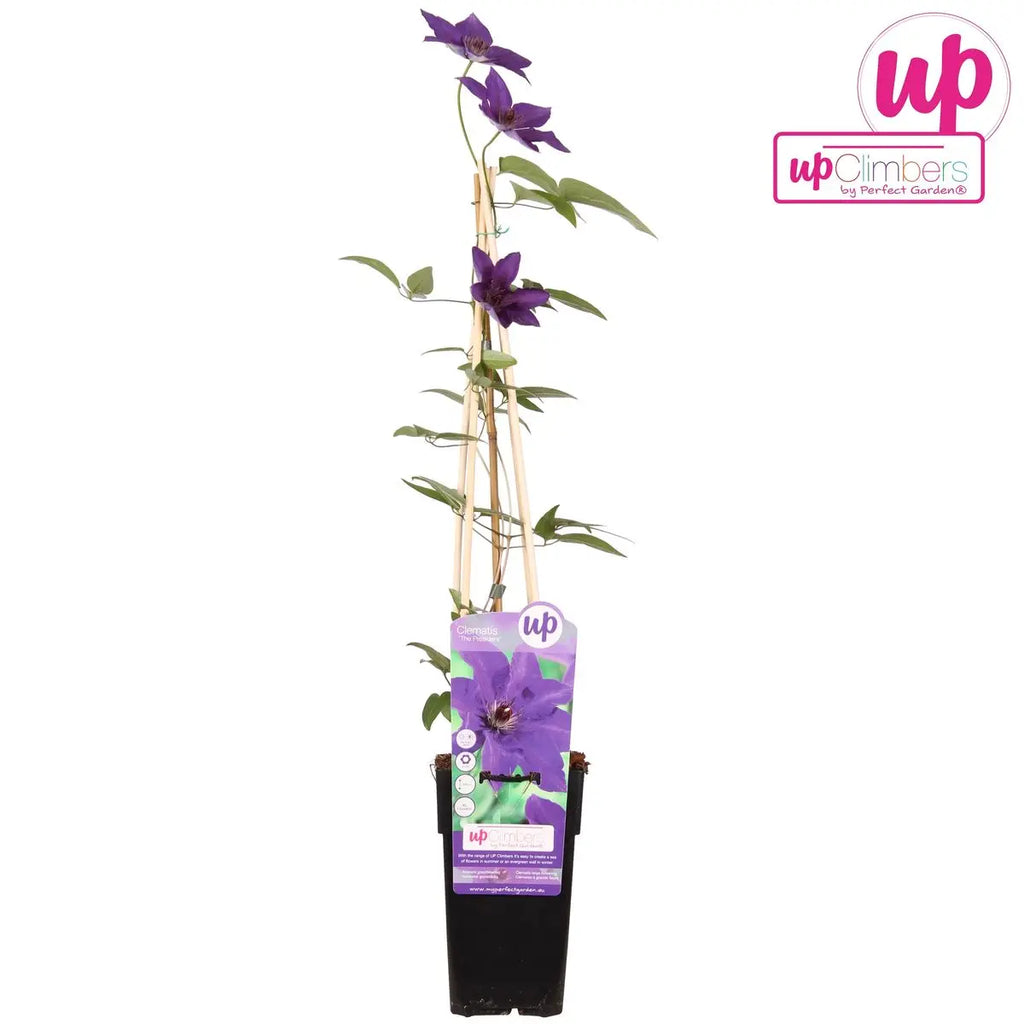 Clematis 'the President' Kletterpflanze schnellwachsend - Ø15 cm - ↕65 cm - Pille Gartenwelt