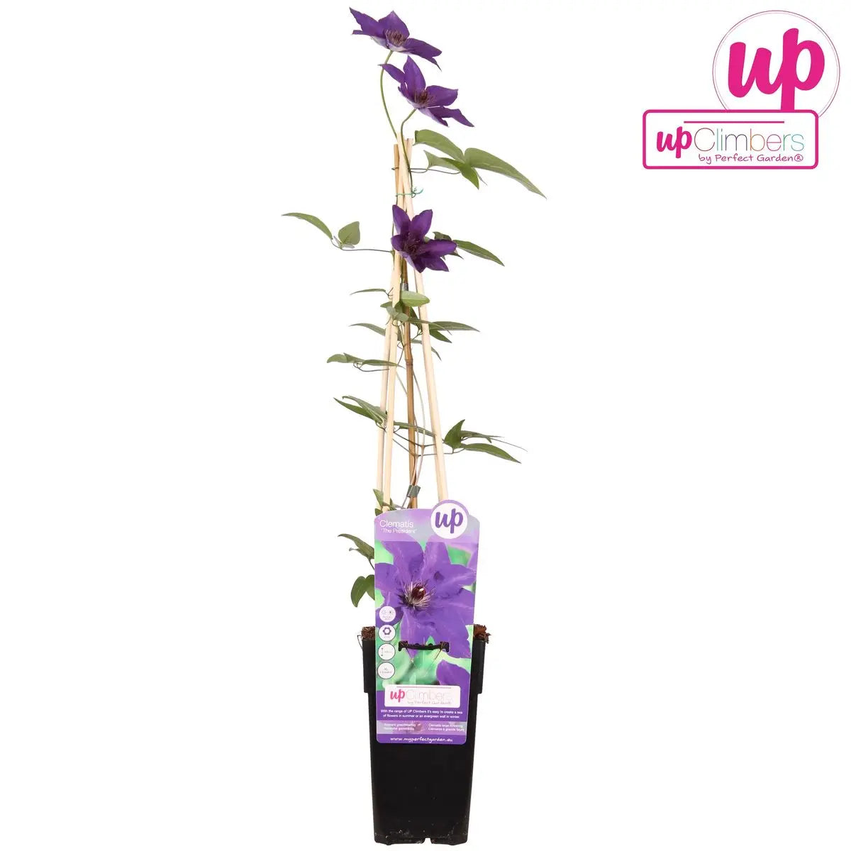 Clematis 'the President' Kletterpflanze schnellwachsend - Ø15 cm - ↕65 cm - Pille Gartenwelt