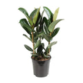 Ficus Elastic Robust - Ø27cm - ↕85 cm MEERgroothandel Planten