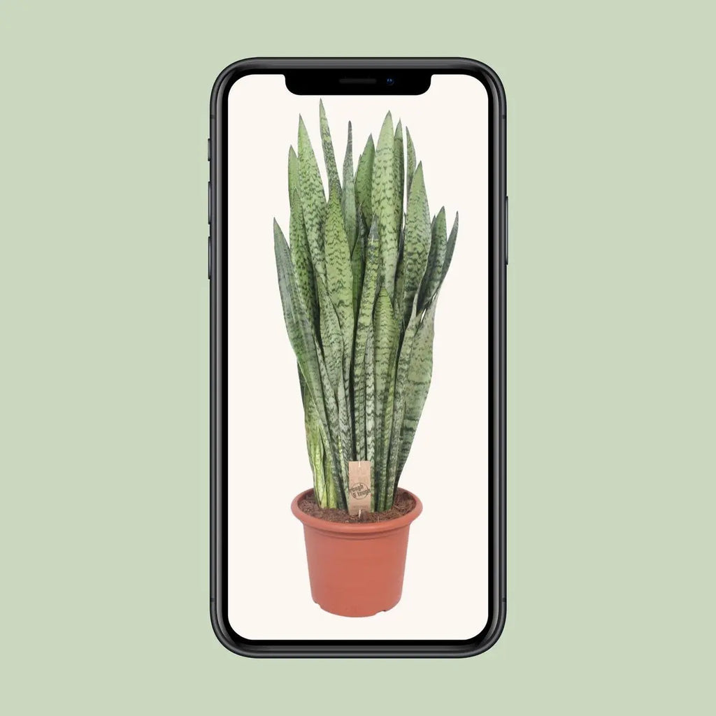Sansevieria zeylanica | [P30-H110] MEERgroothandel Planten