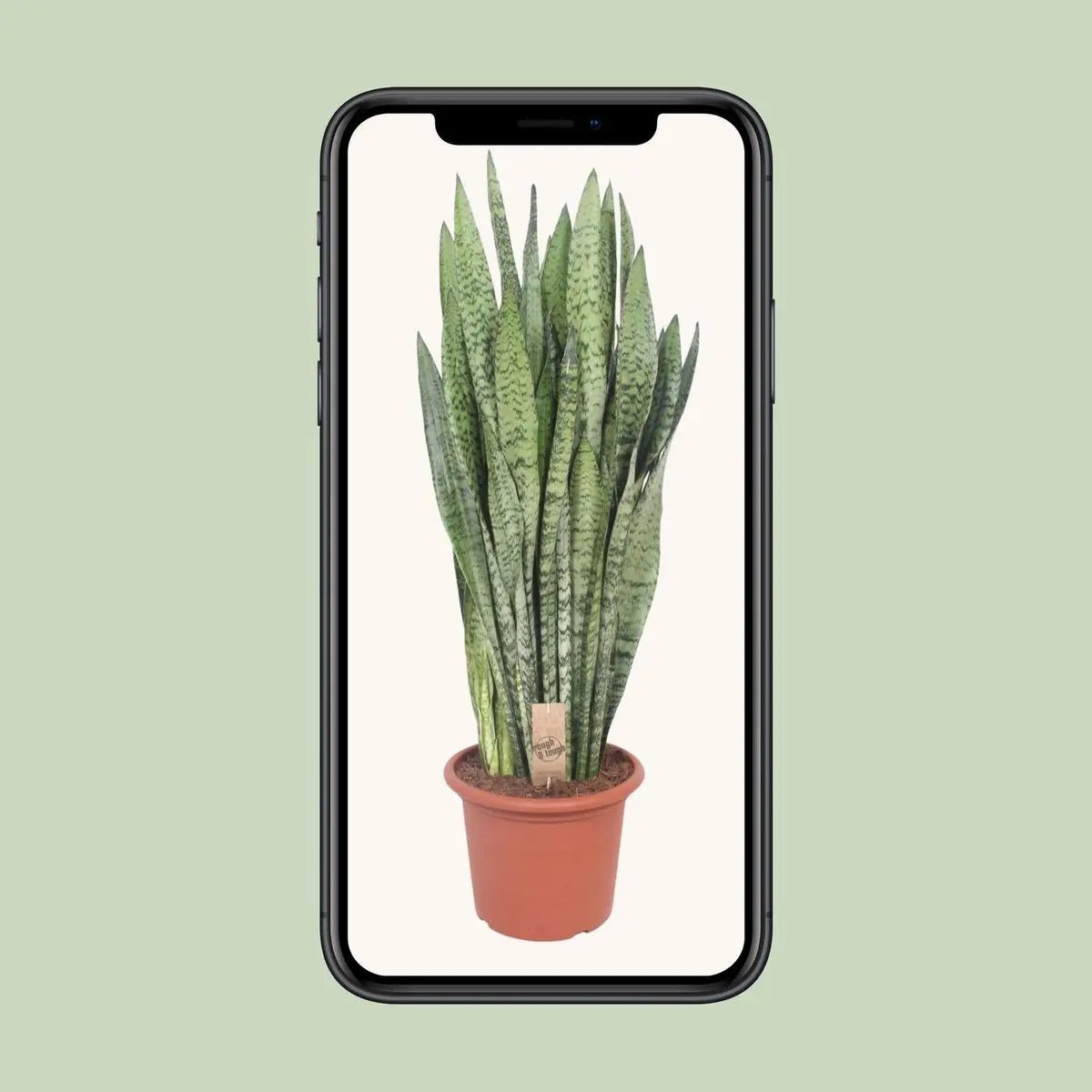 Sansevieria zeylanica | [P30-H110] MEERgroothandel Planten