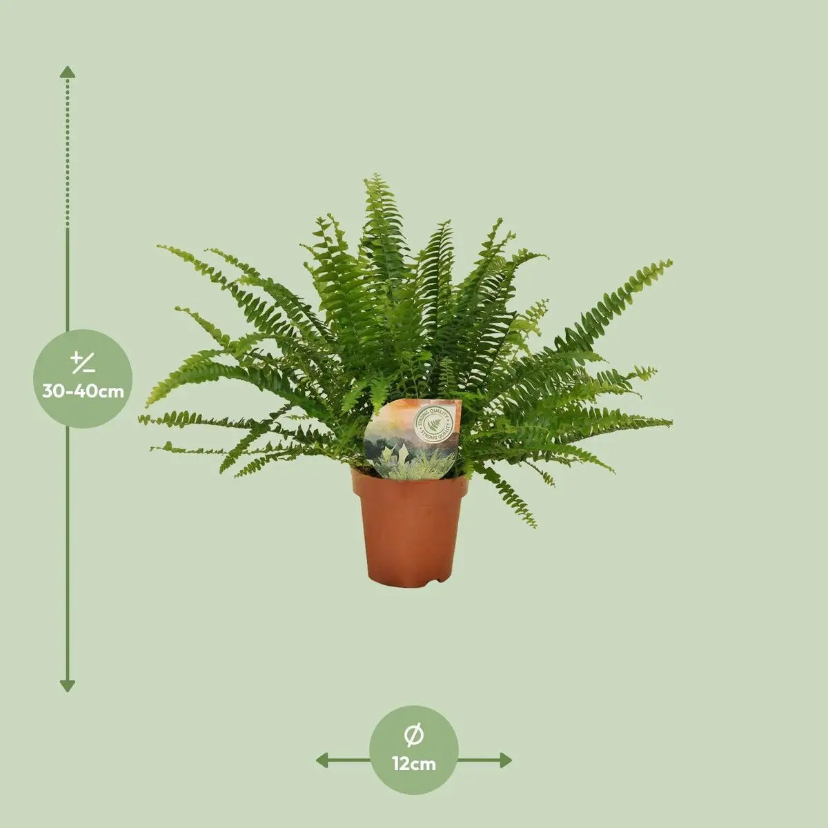 Nephrolepis Green Lady - Ø12cm - 30 cm MEERgroothandel Planten