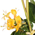 4x - lonicra henryi - ↨65cm - Ø15 MEERgroothandel Planten