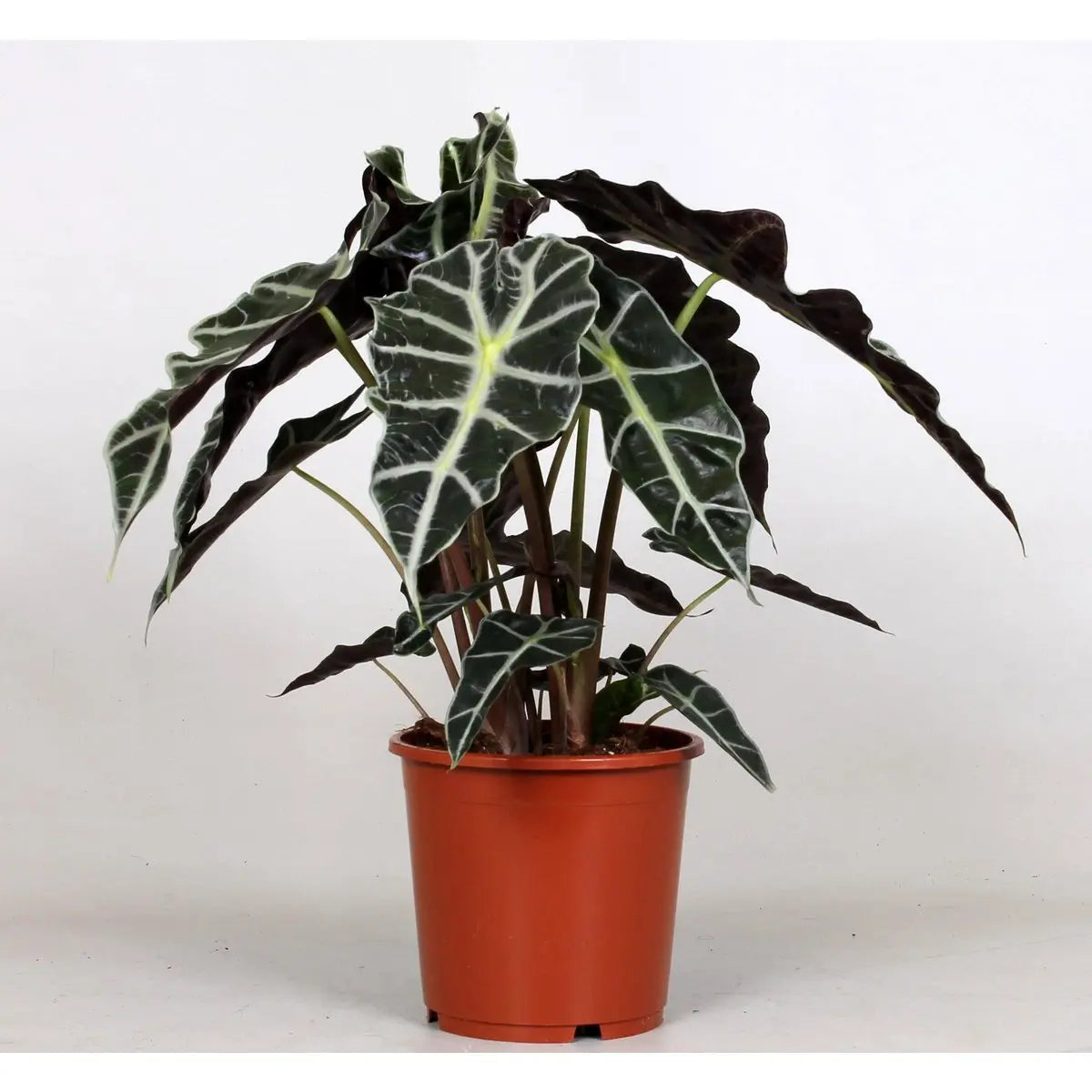 Alocasia Polly - Ø17cm - ↕45cm MEERgroothandel Planten