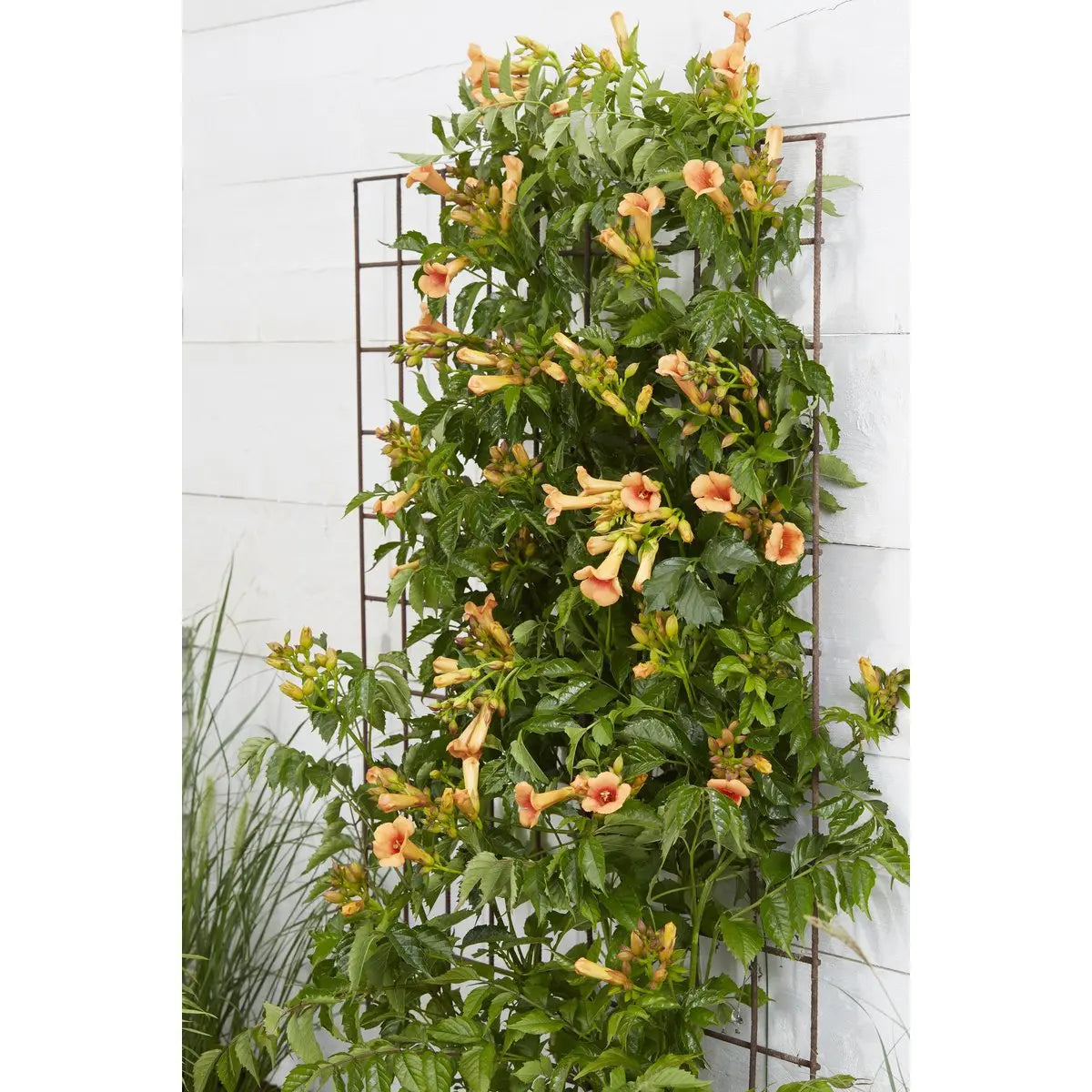 Campsis Indian Summer - Trompetenblume Orange - Ø15 cm - ↕65 cm - Pille Gartenwelt