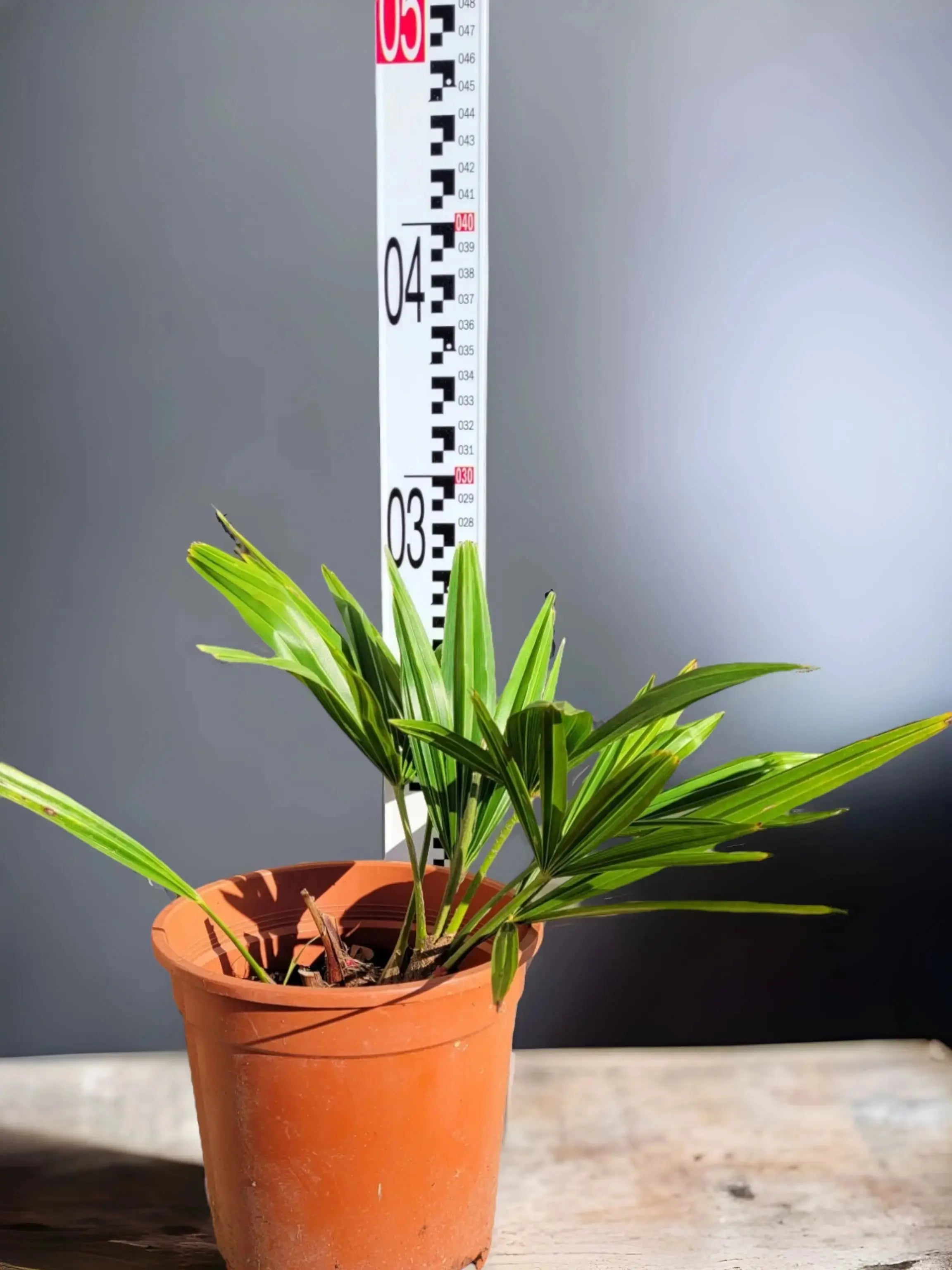 Trachycarpus fortunei - Chinesische Hanfpalme aus Freilandzucht