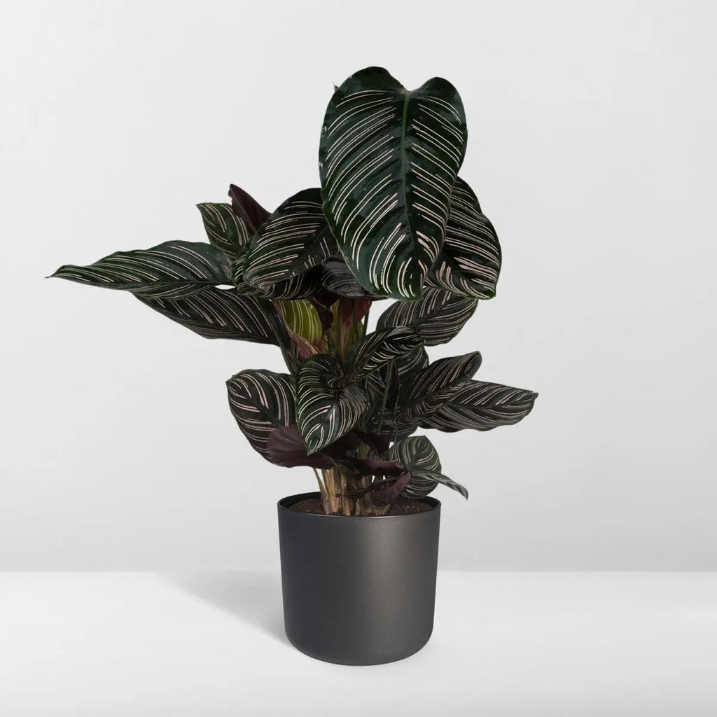 Calathea Ornata - Ø19cm - ↕75cm MEERgroothandel Planten