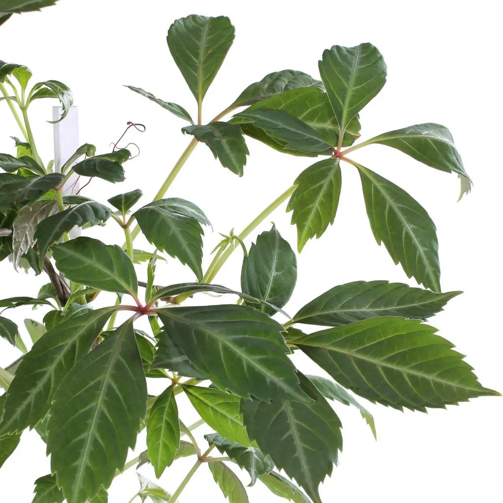 Wilder Wein Parthenocissus Henryana - Chinesische Jungfernrebe - Ø15cm - ↕65 cm - Pille Gartenwelt