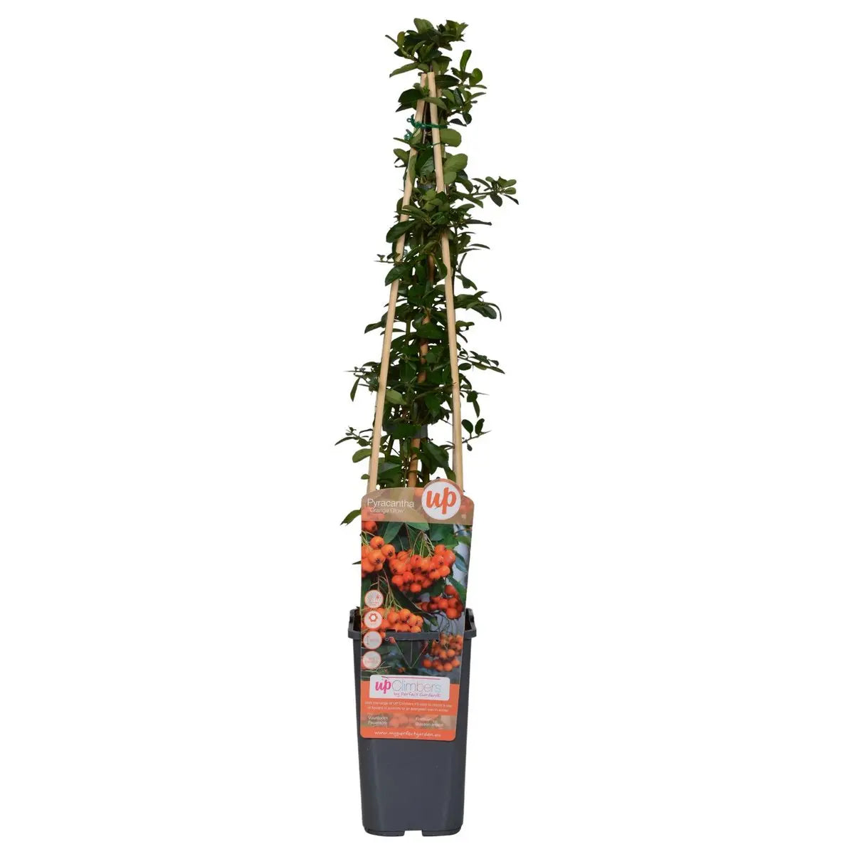 Pyracantha 'Orange Glow' - Ø15cm - ↕65 cm MEERgroothandel Planten