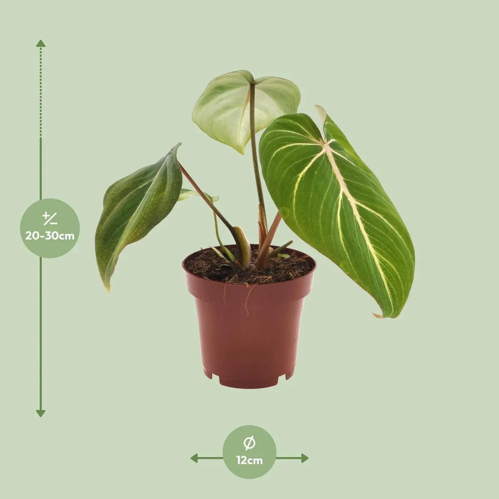 Philodendron Selloum Atom - Ø12cm - ↕25 cm