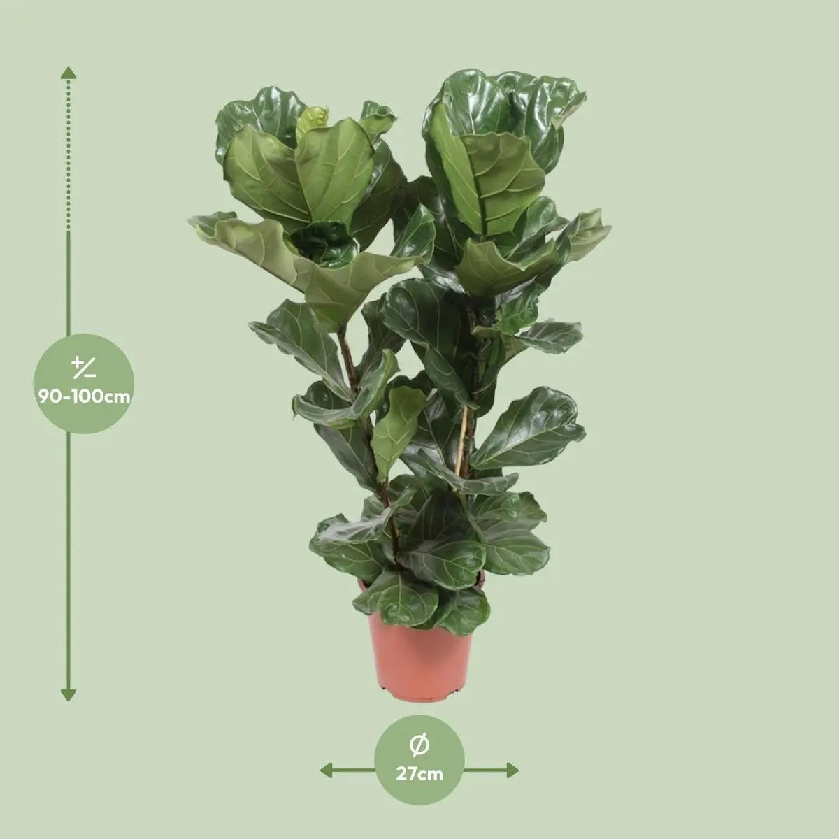 „Ficus lyrata (Geigenfeige) – Ø27 cm – ca. 100 cm – große Violinenblätter