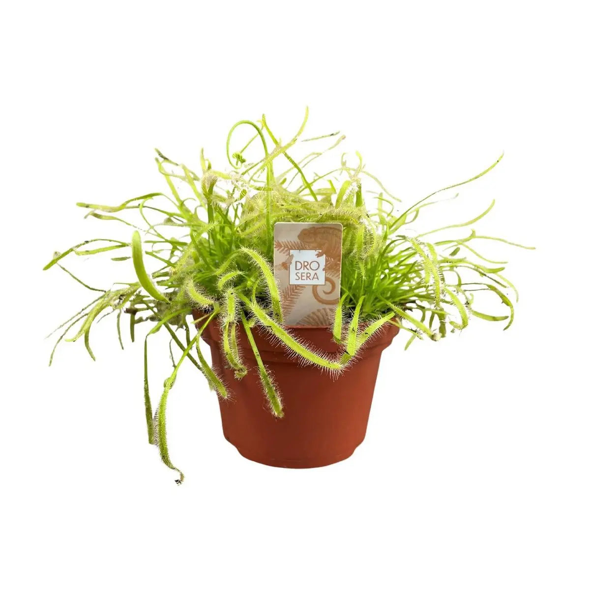 Drosera capensis - Ø12cm - ↕17cm | Kap-Sonnentau