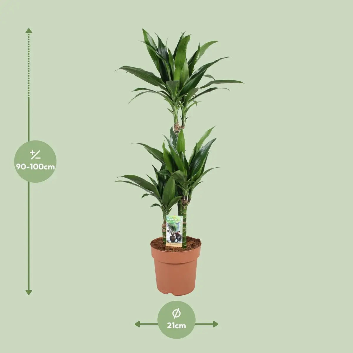 Dracaena ‘Janet Craig’ (Drachenbaum) in Ø21 cm mit ca. 100 cm Höhe